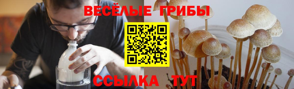 Галлюциногенные грибы Psilocybe  Вход с VPN  Галлюциногенные грибы мицелий  Семёнов 